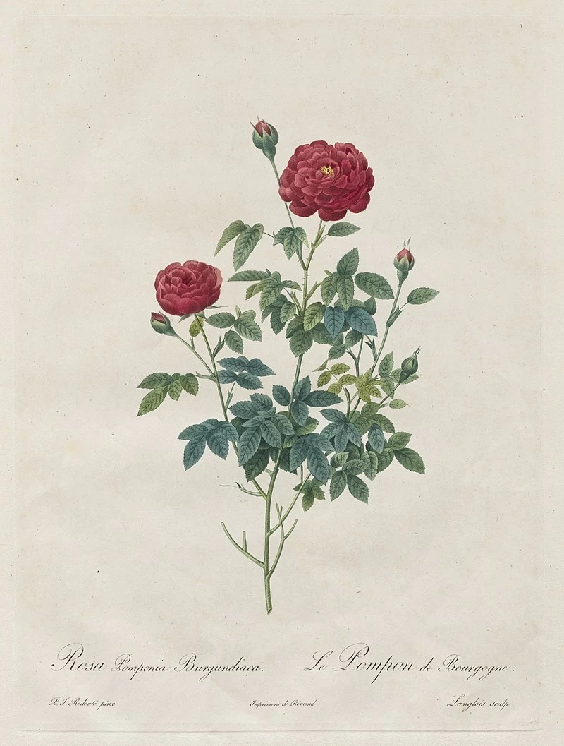 Pompon Rose - Cleveland Museum of Art.jpg